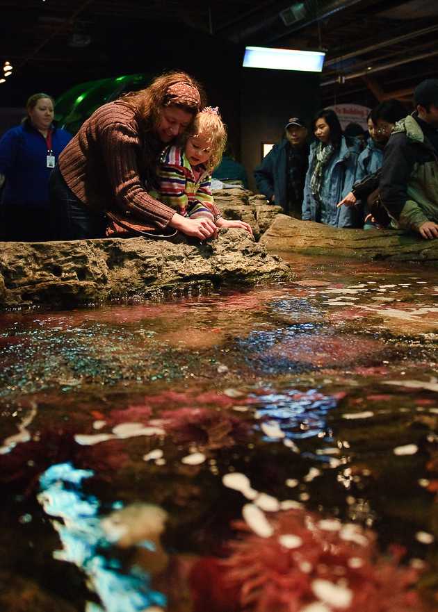 Exploring the Tide Pool