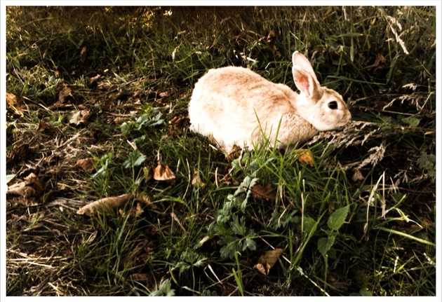 Vacation day 3: bunnies!