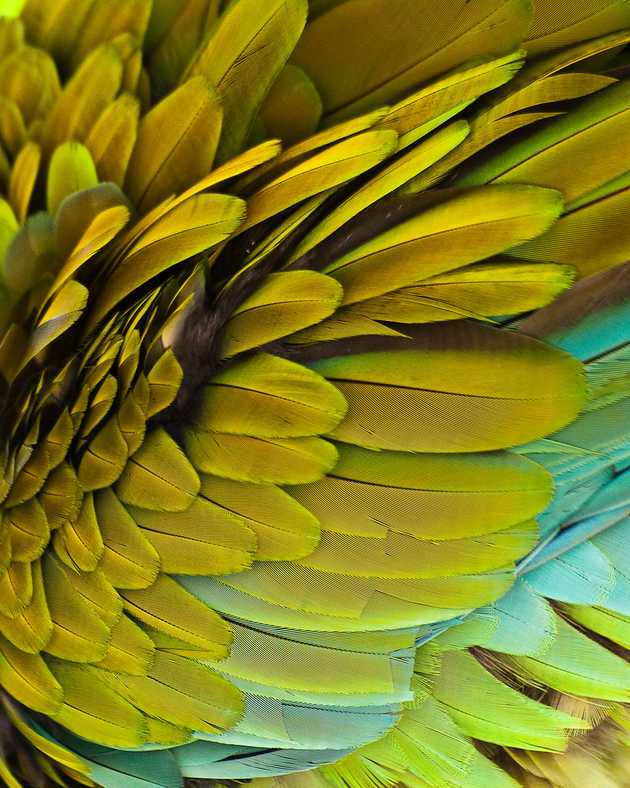 Macaw Feathers