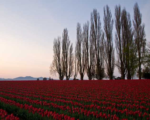 Tulps and Poplar