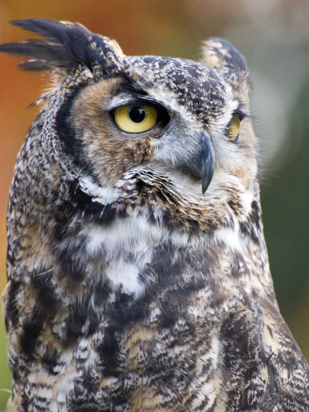 Great Horned Owl