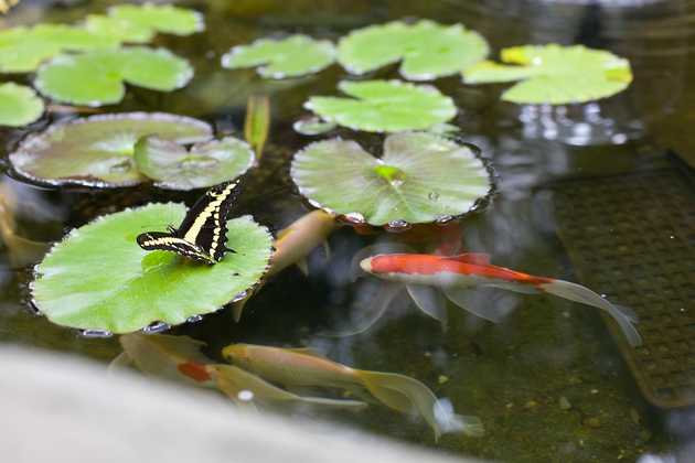 Butterfly and Goldfish