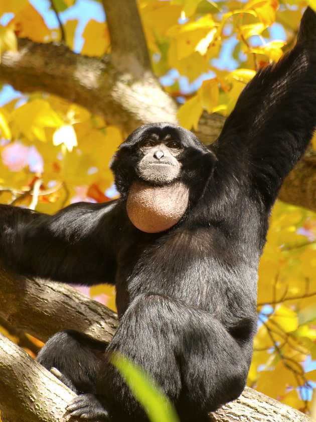 Siamang