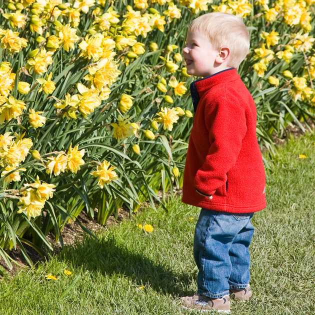 Alex stares at daffodils